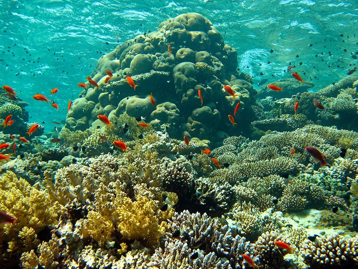 Jackson Reef Dive Site موقع جاكسون للغوص